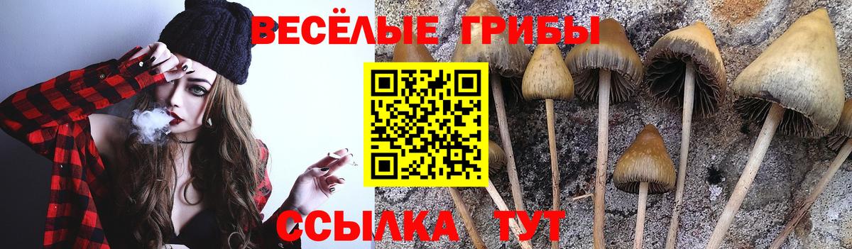 Псилоцибиновые грибы Cubensis Великий Устюг